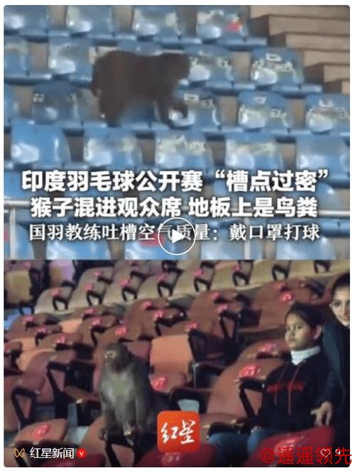 世界羽联回应印度公开赛猴子入场、落鸟粪等问题